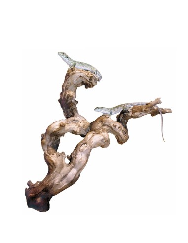 DRAGON TERRARISTIK TRONCO DE VID AL CHORRO DE ARENA GRANDE PEQUEÑO - 2