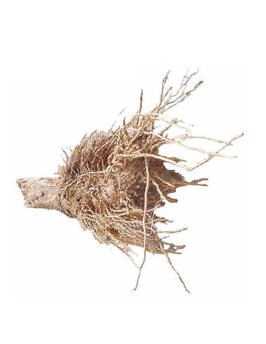 DRAGON TERRARISTIK RAÍZ DE BANANO GRANDE PEQUEÑO - 2