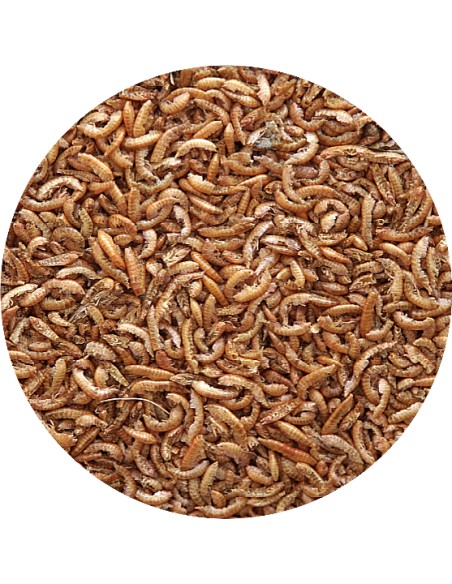 PET CUP GAMMARUS 100 GR 30 GR