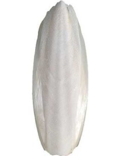 CHACÓN HUESO JIBIA / SEPIA