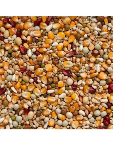 BEYERS MUDA CON MAÍZ CRIBBS - 3