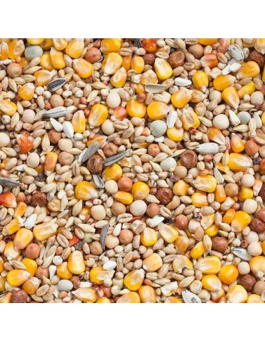 BEYERS PALOMA MUDA BASIC - 2