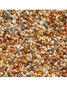 BEYERS OLYMPIA 49 CRÍA Y JÓVENES CON MAÍZ PEQUEÑO - 2 2