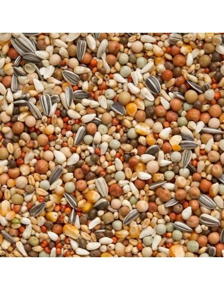 BEYERS OLYMPIA 49 CRÍA Y JÓVENES CON MAÍZ PEQUEÑO - 3