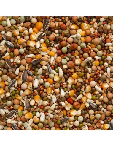 BEYERS OLYMPIA 47 CRÍA Y CARRERAS ESPECIALES - 3