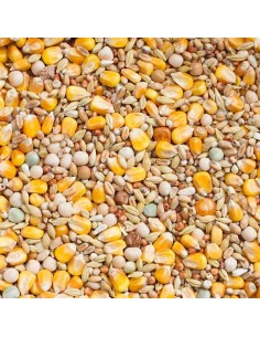 BEYERS PALOMA LIGHT BASIC - 2