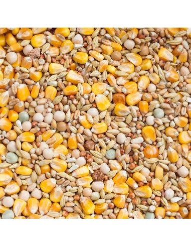 BEYERS PALOMA LIGHT BASIC - 2