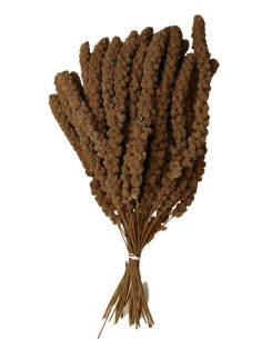 KIKI PANIZO ROJO EN ESPIGA - 16 KG - 2