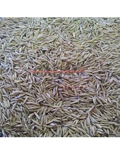 GALIAN COGASA AVENA GALIAN - 25 KG 25 KG - 2