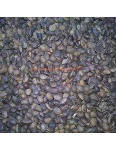 GALIAN COGASA NUEZ DE CEDRO GALIAN - 25 KG 25 KG - 2