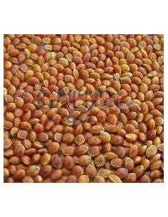 GALIAN COGASA MIJO ROJO GALIAN - 25 KG 25 KG - 2