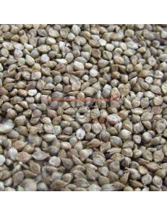 GALIAN COGASA MIJO JAPONES GALIAN - 25 KG 25 KG - 2