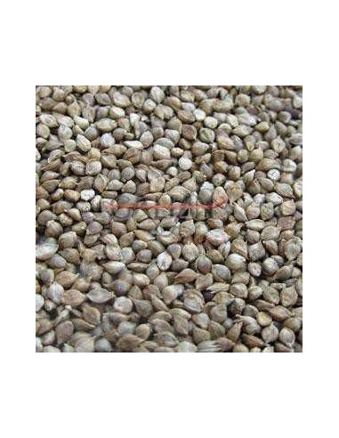 GALIAN COGASA MIJO JAPONES GALIAN - 25 KG 25 KG - 2