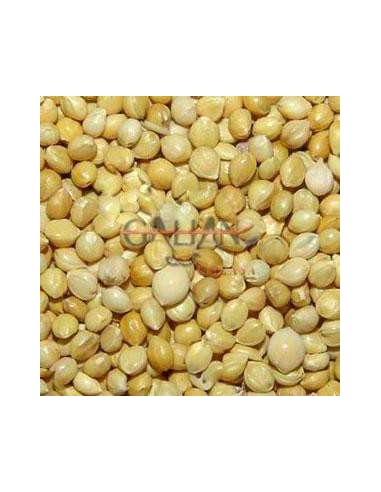 GALIAN COGASA PANISET / PANIZO AMARILLO GALIAN - 25 KG 25 KG - 2