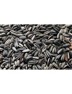 GALIAN COGASA PIPA GIRASOL PARA LORO EXTRA GALIAN - 20 KG 20 KG - 2