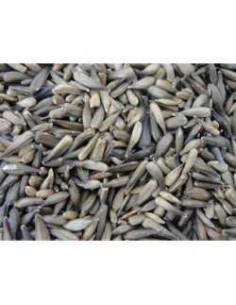 GALIAN COGASA PIPA MICRO GALIAN 4 KG 700 GR - 2