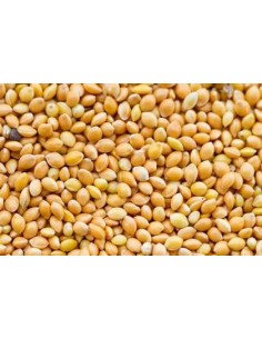 GALIAN COGASA MIJO AMARILLO GALIAN - 25 KG 25 KG - 2