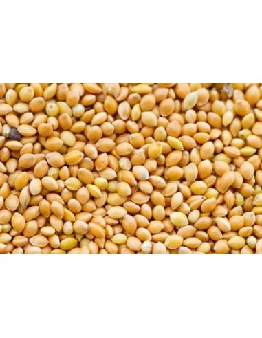 GALIAN COGASA MIJO AMARILLO GALIAN - 25 KG 25 KG - 2