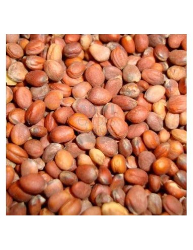 GALIAN COGASA SEMILLA DE RABANO GALIAN PARA PAJAROS - 25 KG 25 KG - 2