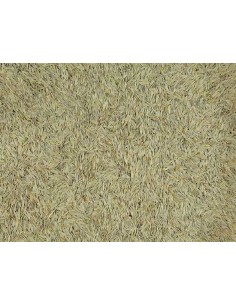 GALIAN COGASA LECHUGA BLANCA GALIAN - 25 KG 25 KG - 2