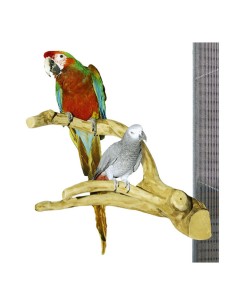 JAVA WOOD PERCHA MULTIBRANCH GRANDE PARA LOROS 