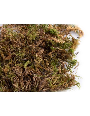 SISAL FIBRE MUSGO - 2 LITROS 2 LITROS - 2