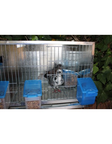 MOLDES AVE COMEDERO EL ABUELO - 500 GR - 10