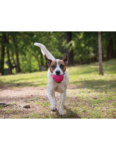 WEST PAY WEST PAW ZOGOFLEX AIR BOZ PELOTA PARA PERROS AMARILLO AMARILLO FUCSIA FUCSIA 10 CM 10 CM 10 CM 6 CM 6 CM AGUAMARI - 5