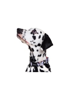 DUKIER COLLAR DALMATIAN 2