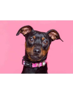 DUKIER COLLAR DOGTELLA 2