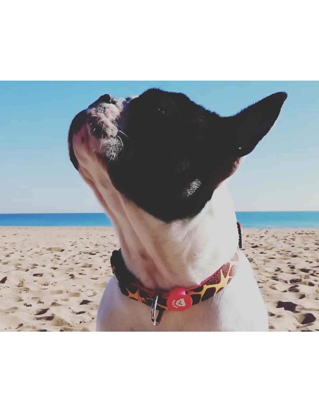 DUKIER COLLAR SAVANA - 2