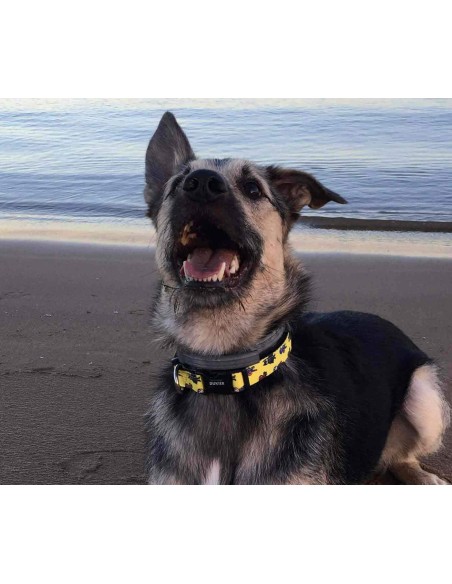 DUKIER COLLAR SUPERDOG - 2