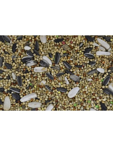 SINFONÍA MIXTURA PARA NINFAS Y COTORRITAS 