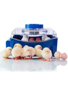 BOROTTO INCUBADORA AUTOMÁTICA LUMIA 16 2