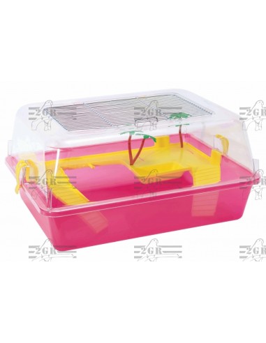 2G-R TORTUGUERA BABY  - 3