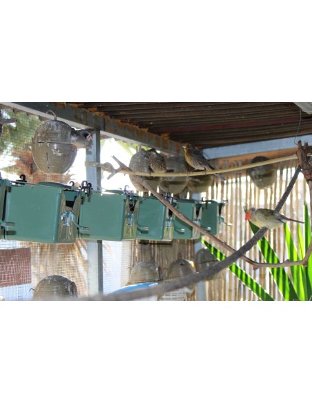 MOLDES AVE NIDO ISABELA PARA EXÓTICOS  - 11