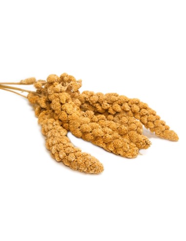 PET CUP MAIZ AMARILLO EN ESPIGA 300 GR 1 KG (GRANEL)