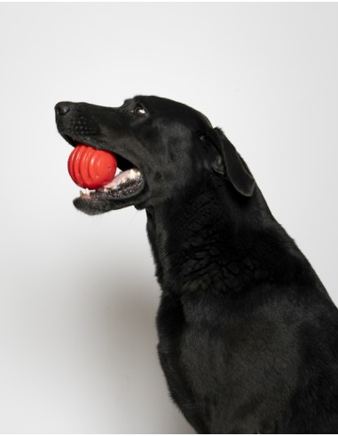 BAMA PET PELOTA RIGA Ø8 CM