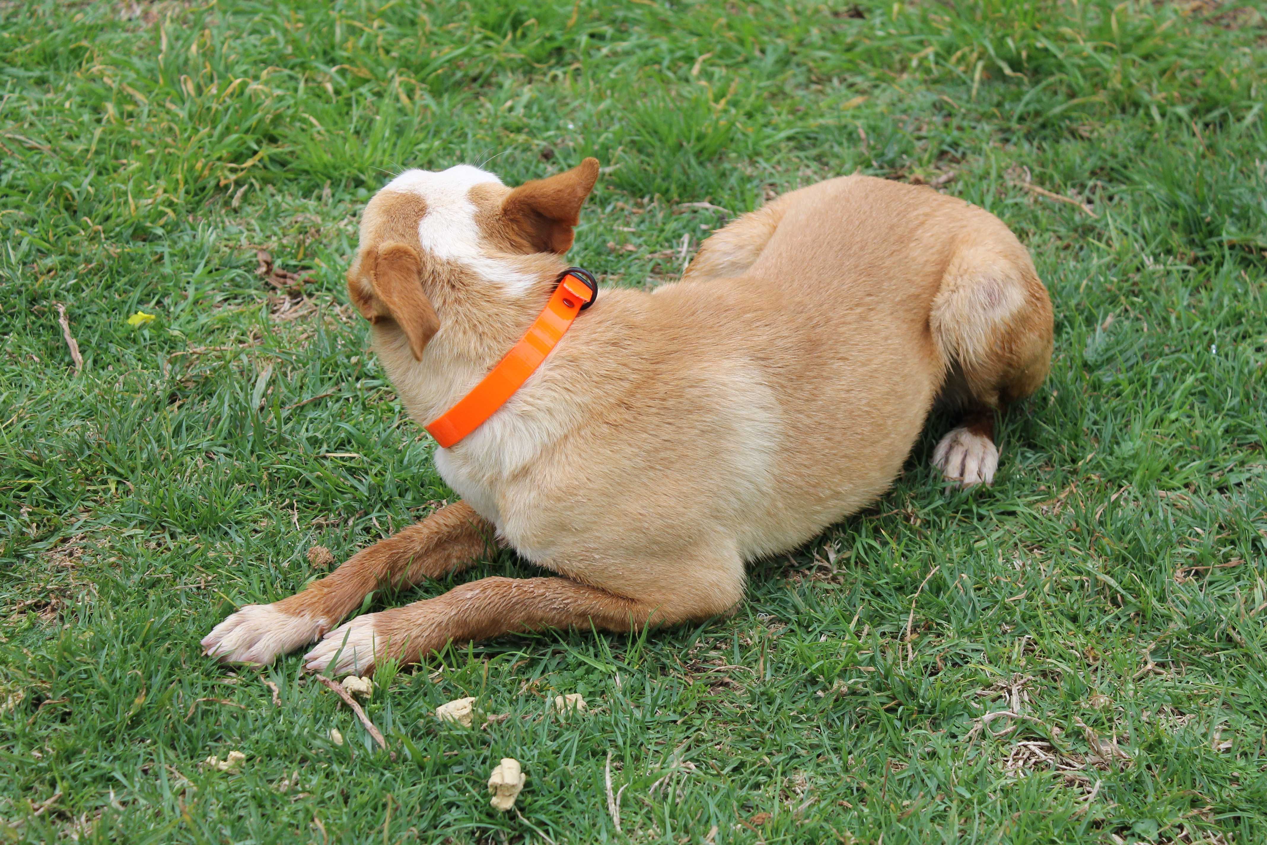 Collar de Biotane naranja para Perros