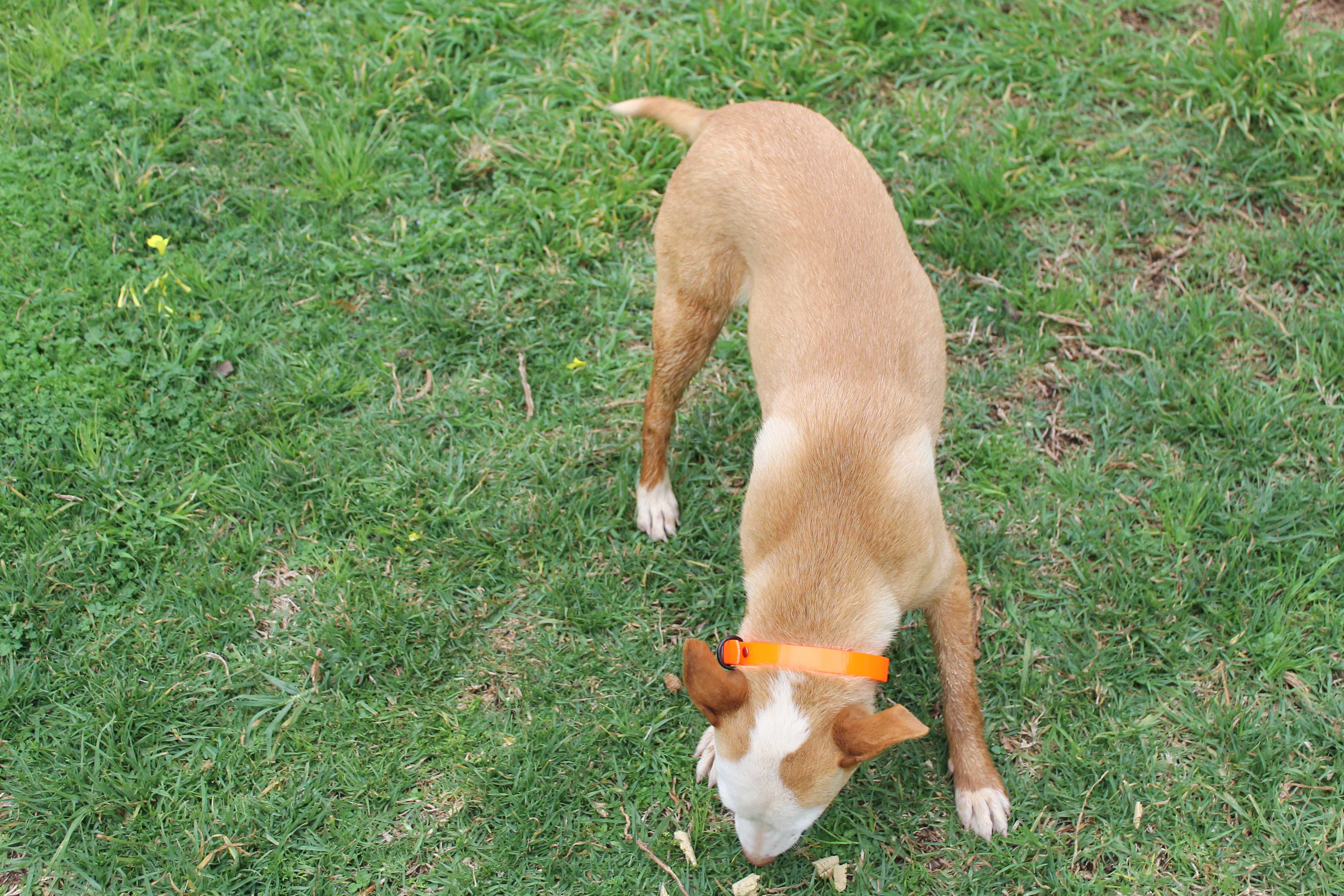 Collar de Biotane color naranja para Perros